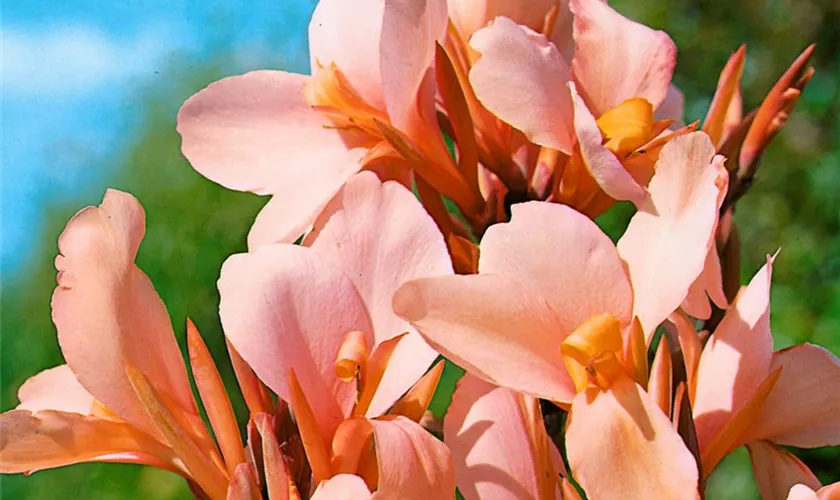 Canna indica 'Angel Martin'