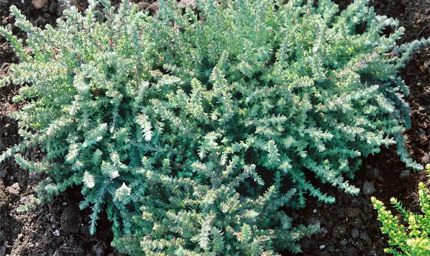 Calluna vulgaris 'Jan Dekker'