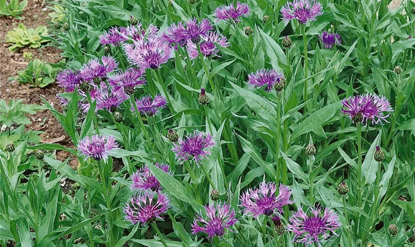 Centaurea montana 'Amethyst Dream'