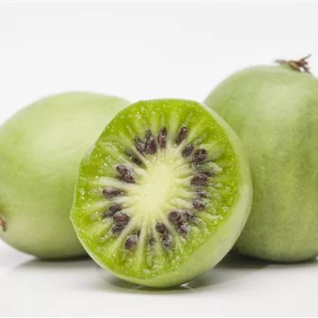 Kiwi 'Vita Green'