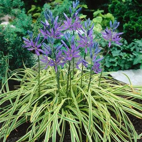 Camassia quamash 'Blue Melody'