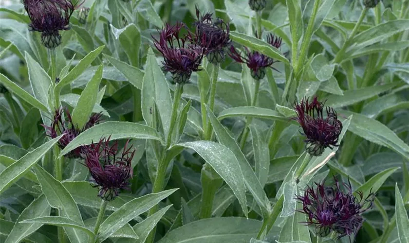 Centaurea montana 'Black Sprite'