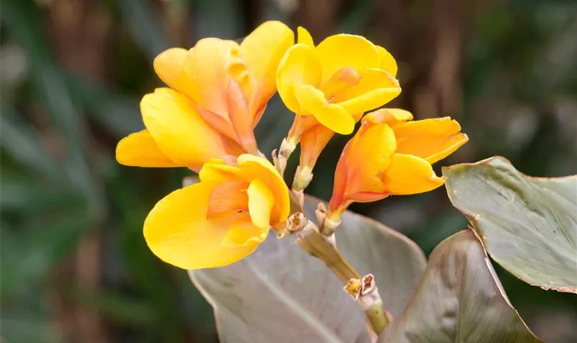 Canna indica 'Chocolate Sunrise'