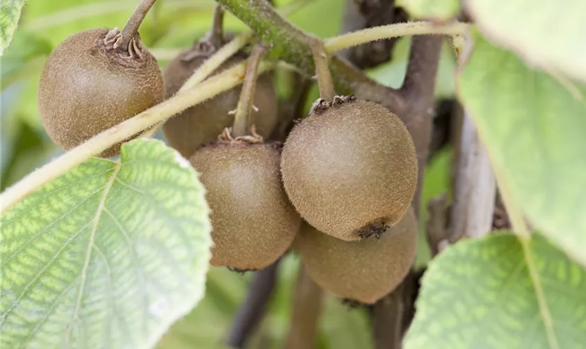 Actinidia chinensis 'Boskoop'