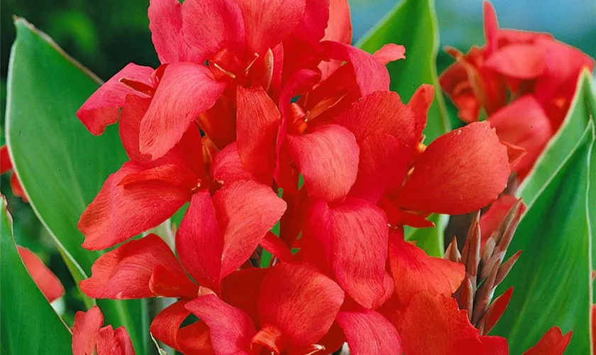 Canna indica 'Crimson Beauty'