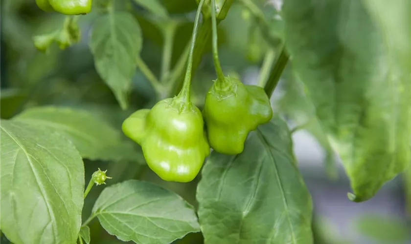 Capsicum baccatum