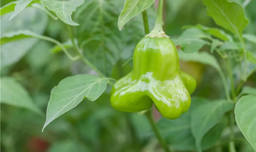 Capsicum baccatum 'Mad Hatter'