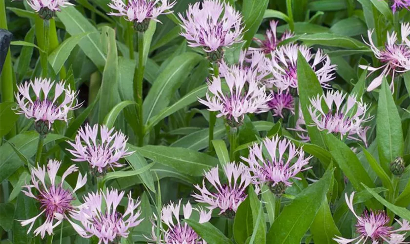 Centaurea montana 'Rosea'