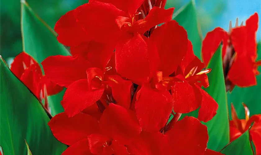 Canna indica 'Firebird'