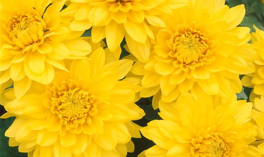 Chrysanthemum indicum 'Golden Orfe'