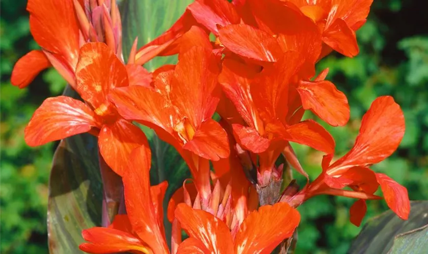 Canna indica 'Ingeborg'