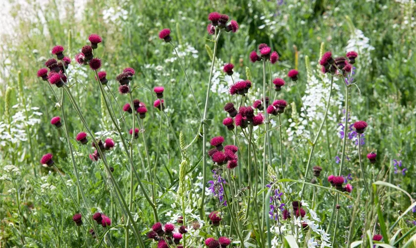 Cirsium rivulare 'Atropurpureum'