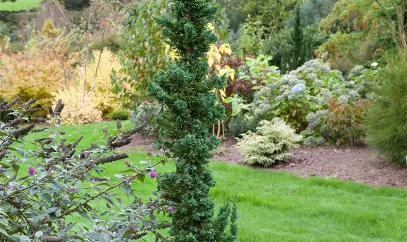 Gartenzypresse 'Wissel's Saguaro'