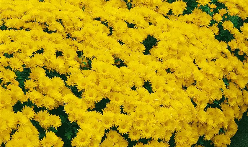 Chrysanthemum indicum 'Goldmarianne'