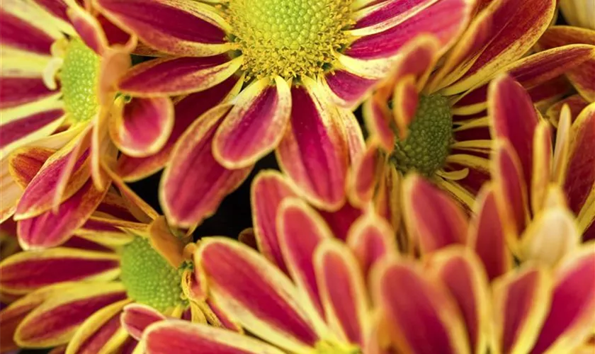 Chrysanthemum indicum 'Hoi Hoi'