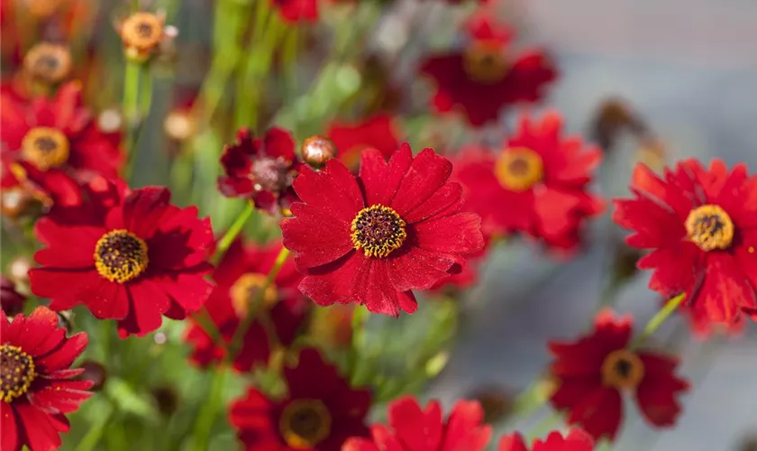 Coreopsis verticillata 'Red Ruby'