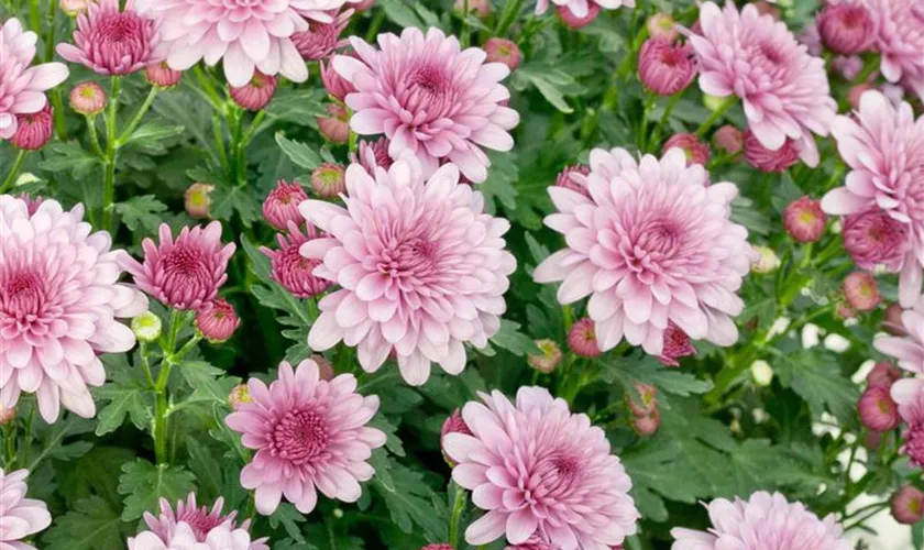 Chrysanthemum indicum 'Julia'