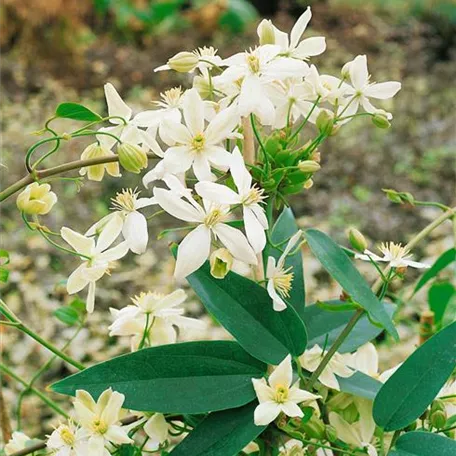 Clematis armandii 'Little White Charm'