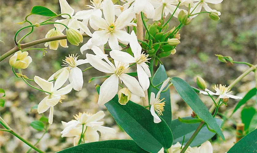 Waldrebe 'Little White Charm'