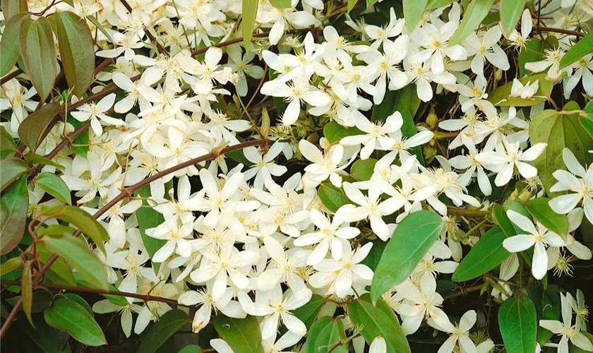 Waldrebe 'Bowl of Beauty'