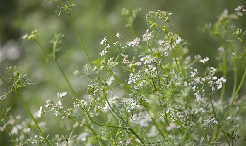 Coriandrum sativum 'Caribe'