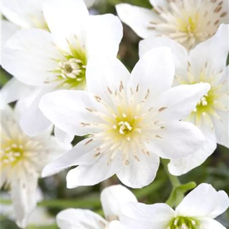 Clematis armandii 'Tai Yang'