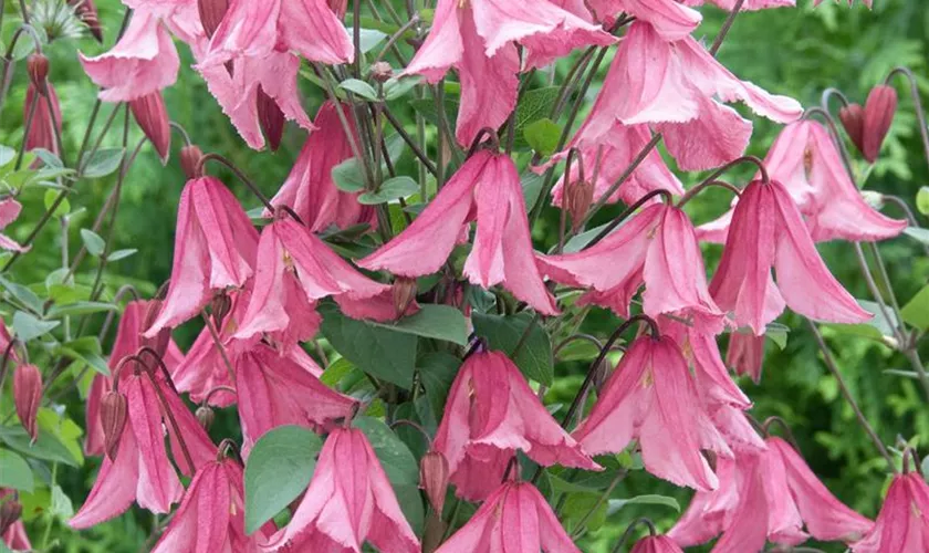 Clematis koreana 'Columella'