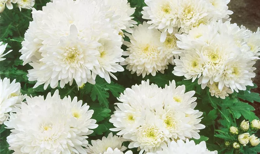 Gartenchrysantheme 'Wee Willie'