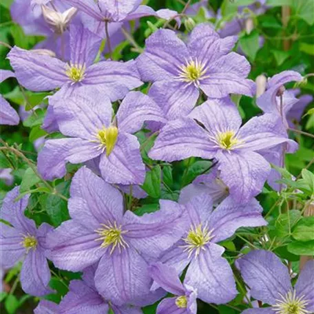 Clematis viticella 'Dominika'