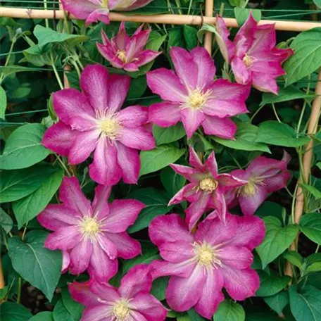 Clematis 'Asao'