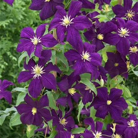 Clematis 'Lady Betty Balfour'