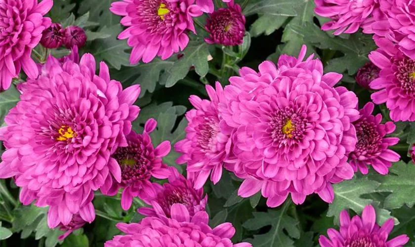 Chrysanthemum indicum 'Mayfield'