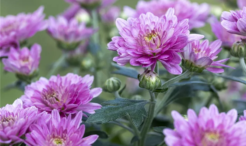 Winteraster 'Mini Mums'