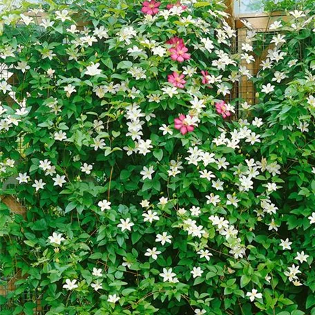 Clematis viticella 'Hagelby White'