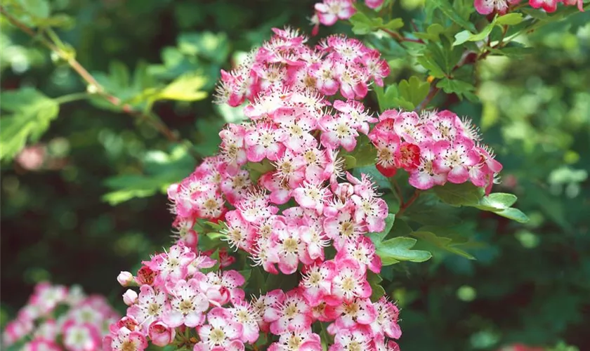 Echter Rotdorn 'Rosea'