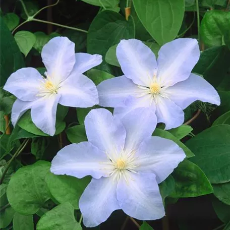 Clematis 'Baby Doll'