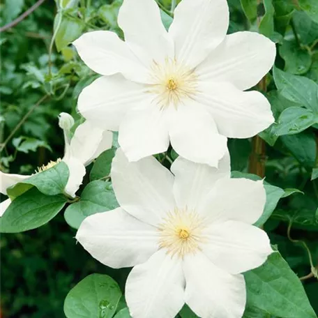 Clematis 'Lemon Chiffon'