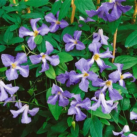 Clematis viticella 'Jenny'