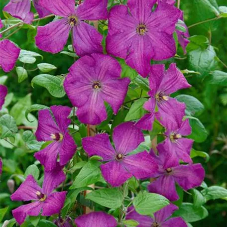 Clematis viticella 'Little Butterfly'