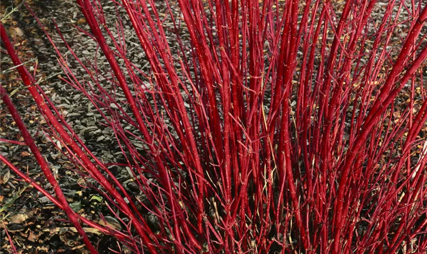 Cornus alba 'Bloodgood'