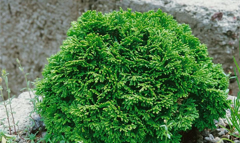 Hinoki-Scheinzypresse 'Bassett'