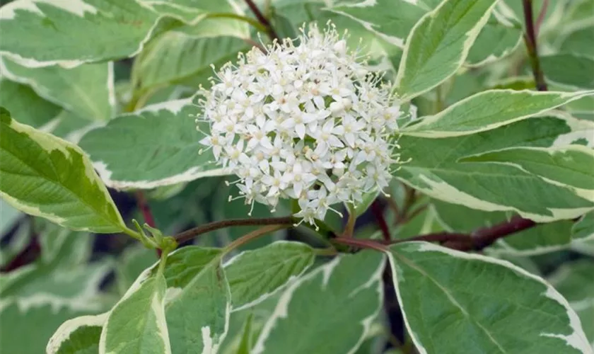 Cornus alba 'Cream Cracker'(s)