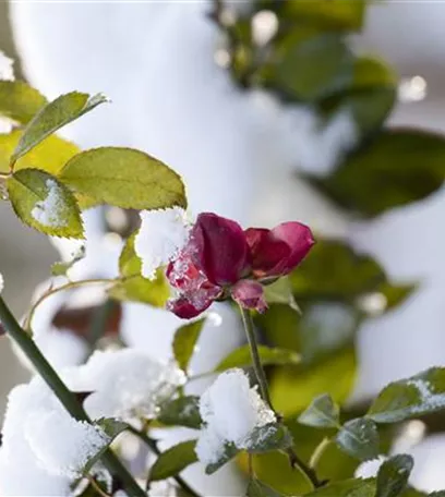 Rosenpflege – pflanzen, schneiden, düngen