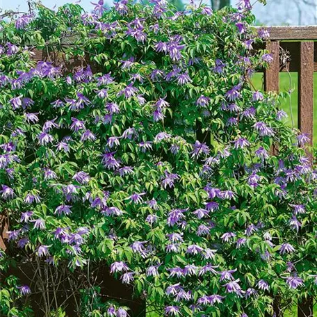 Clematis macropetala 'Celesta'