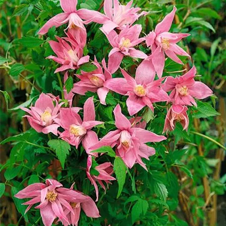 Clematis macropetala, rosa