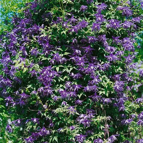 Clematis macropetala 'Pauline'