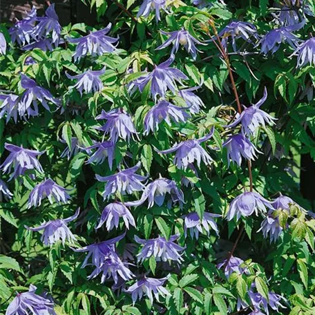 Clematis macropetala 'Wesselton'