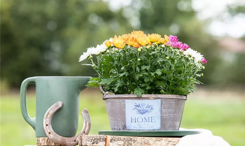 Chrysanthemum indicum 'Quatro'