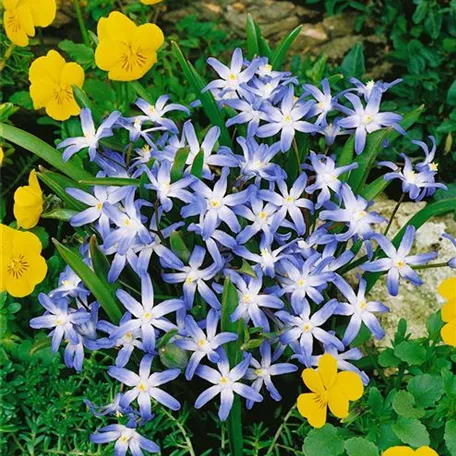 Chionodoxa forbesii 'Blauer Teller'