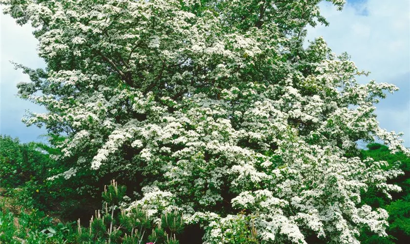 Weißdorn 'Pendula'